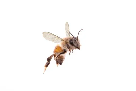 Bees isolated on white background Stock Photos
