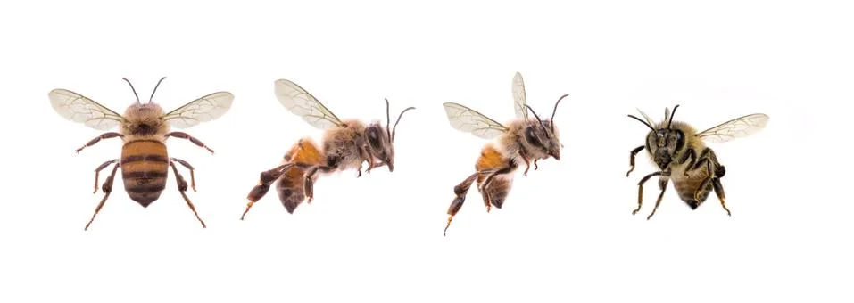 Bees isolated on white background Stock Photos