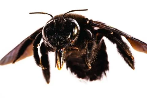 Bees isolated on white background Stock Photos