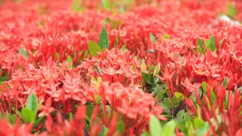 Bees on ixora Stock Footage 115110334