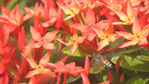 Bees on ixora Stock Footage 115113566