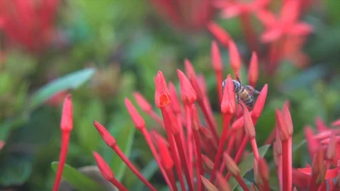 Bees on ixora Stock Footage 115114797
