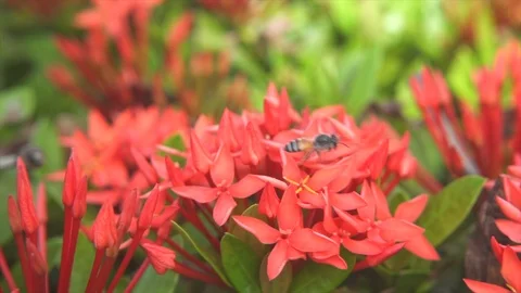 Bees on ixora Stock Footage 115117422