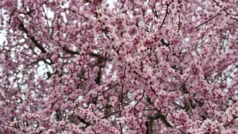 Bees on a Japanese Cherry Tree, 4K Stock Footage 155884695