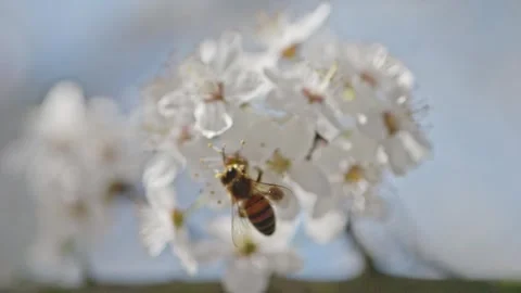 Bees land on blooming cherry blossoms, gathering pollen in slow motion macr.. Video stock 305760141