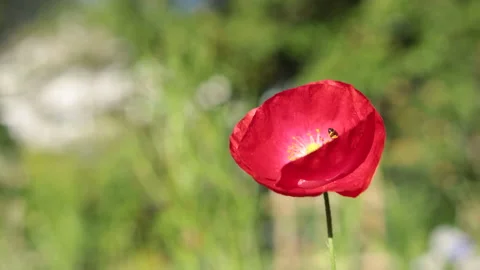 Bees land on flower Stock Footage 147049965