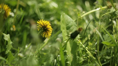 Bees landing on flowers Видео 36347076