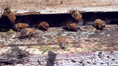 Bees Landing Slow Motion Stockbeeldmateriaal 65736440