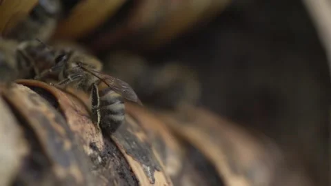 Bees Landing - Slow Motion Vídeo Stock 135404823