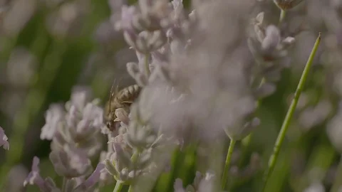 Bees in a lavander Stock Footage 74066795