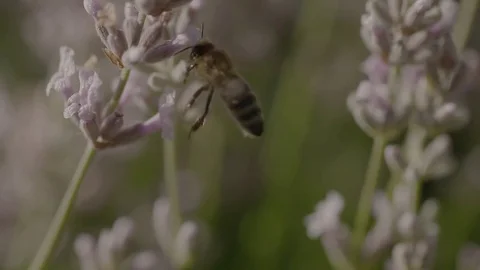 Bees in a lavander Stock Footage 74066808