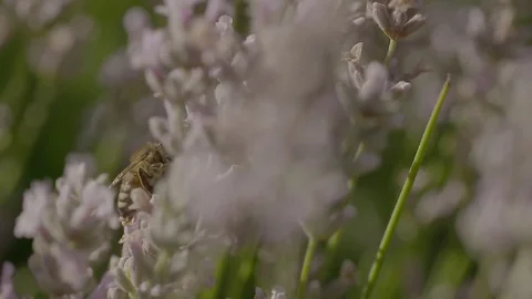 Bees in a lavander Stock Footage 74066877