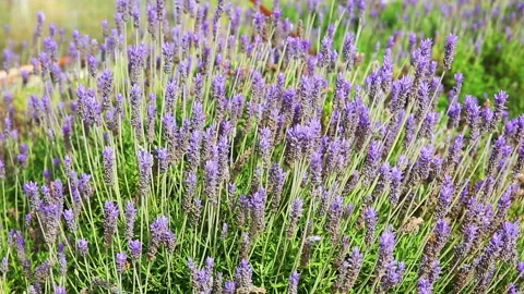 Bees on lavandula dentata Stock Footage 98042820
