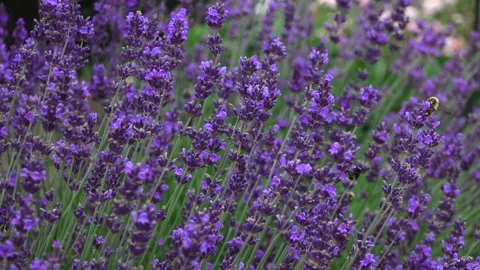 Bees On Lavendar Stock Footage 147632338