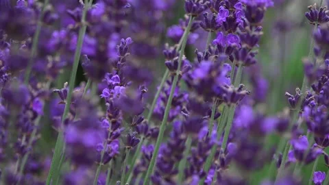 Bees On Lavendar Tight Stock Footage 147632336