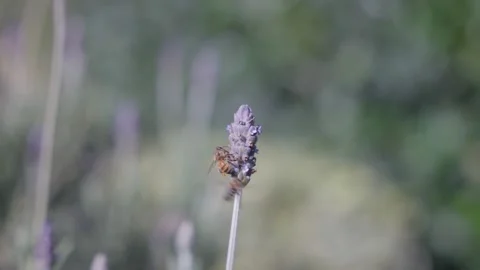 Bees on Lavender 2 4k Video stock 231270036