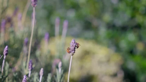 Bees on Lavender 4k Video stock 231267922