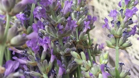 Bees on Lavender Against The Wind Stock Footage 80291561