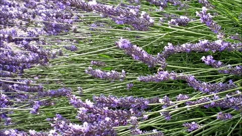 Bees on lavender, beautiful purple flowers Stock Footage