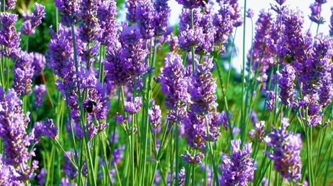 Bees on Lavender Closeup 動画素材 8523113