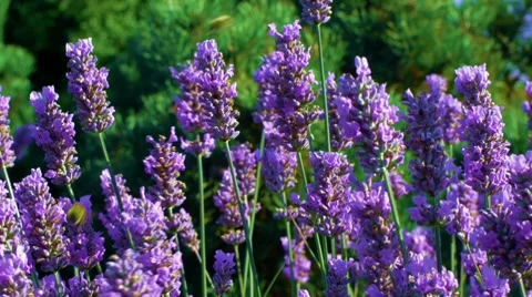 Bees on Lavender Closeup 動画素材 8525772