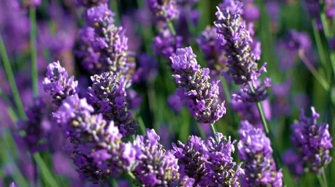 Bees on Lavender Closeup Shallow Focus 動画素材 8525509