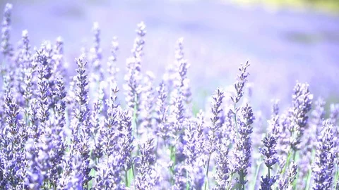 Bees in lavender field 库存影片 95866665