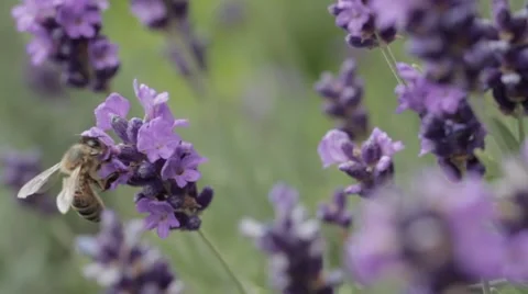 Bees on lavender Stock Footage 7731352