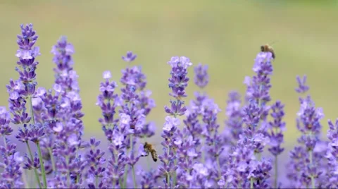 Bees on lavender Stock Footage 39562049