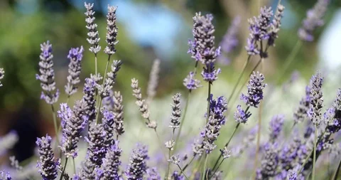 Bees on lavender Stock Footage 126592328