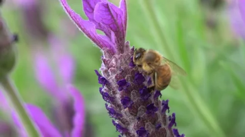 Bees on Lavender Stockbeeldmateriaal 141019052