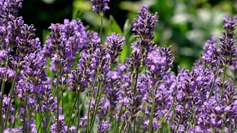 Bees on Lavender Stock Footage 278985507