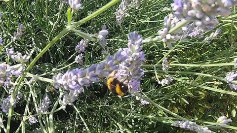 Bees on Lavender Gathering Pollen, lands on other Bee Stock Footage 112869209