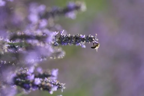 Bees on Lavender Stock Photos