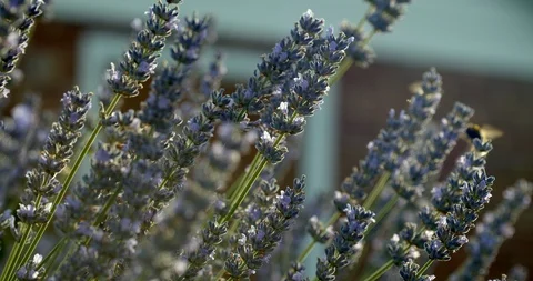 Bees on lavender plants Stock Footage 113145060