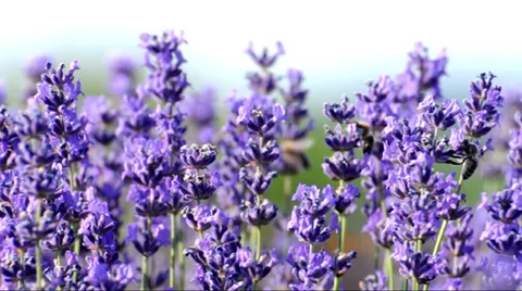 Bees on lavender in summer time Stock Footage 39840577