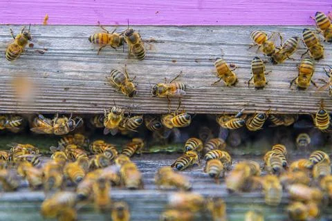 Bees leave and enter the hive Stock Photos