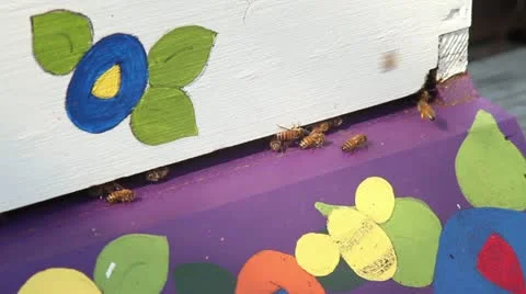Bees leaving colorful hive2 Stock Footage 12129975