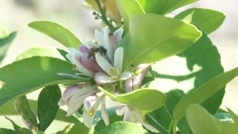 Bees on Lemon Blossoms Stock Footage 328964159