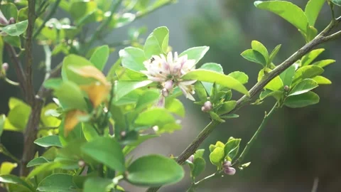 Bees on Lemon Blossoms Stock Footage 328964375
