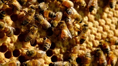 Bees life in the hive Stock Footage