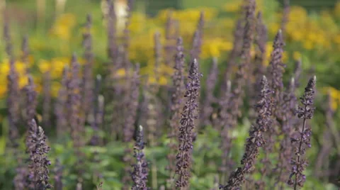Bees on Lilacs Rack Focus Stock Footage 39580661