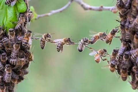 Bees linking two bee swarm parts. Stock Photos