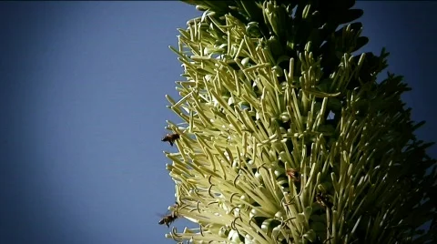 Bees Long Beach-20,22  Stock Footage 856920