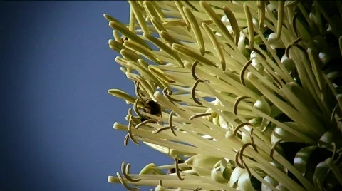 Bees Long Beach-26,27  Stock Footage 856930