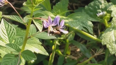 Bees looking for honey Stock Footage 282080145