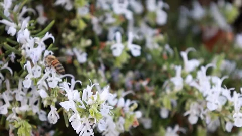 Bees looking for nectar and collect it from blooming rosemary on a cloudy day Stock Footage 253648319