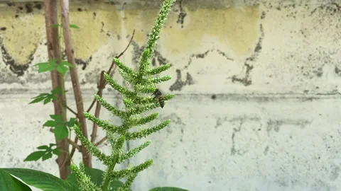 Bees looking for nectar on flowers Stock Footage 251697126