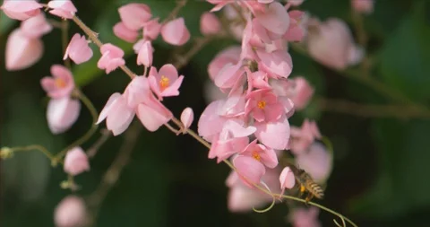 Bees looking for nectar Stock Footage 97437318