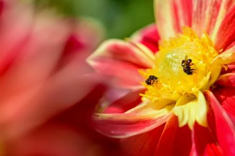 Bees looking for nectar Stock Photos